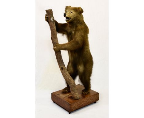 Taxidermy - A full mount taxidermy specimen of a Eurasian / European brown bear cub, (Ursus arctos arctos), staged on hind le