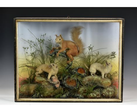 Taxidermy - a Victorian cased diorama of Stoats and a Red Squirrel by Lewis Hutton, set against naturalistic ground in an ebo