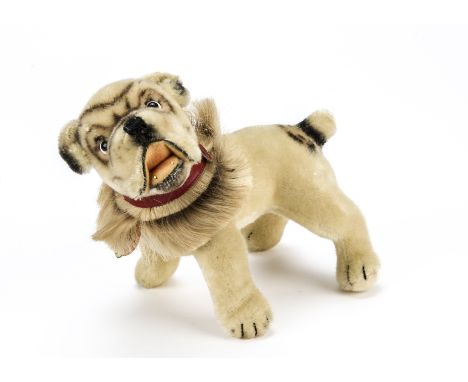 A rare post-war Steiff USA exclusive English Bulldog, With hair ruff, two plastic lower teeth, button, yellow cloth and chest