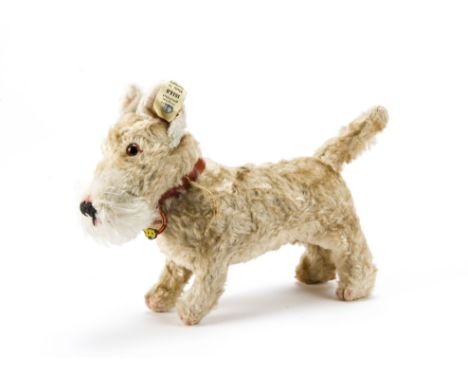 A fine Steiff Sealyham late 1930s-1940s, with light golden artificial silk plush, orange and black glass eyes, black stitched