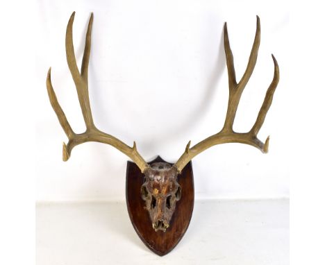 A pair of five point antlers with partial skull section, mounted on a shield shaped plaque, width 64cm.Additional Information