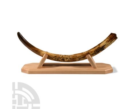 Pleistocene Period, 2.6 million-11,700 years B.P.. A right-side 'fossil' tusk of the extinct Mammuthus Primigenius; ivory yel