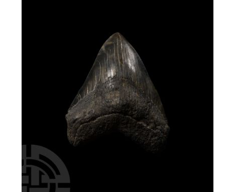 Lower Palaeolithic Period, circa 400,000 B.P.. From Carcharocles megalodon, an extinct genus of world's largest shark, displa
