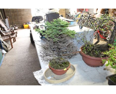 A bonsai tree in plastic planter together with a pottery tray