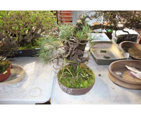 A bonsai tree in pottery planter