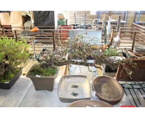 A bonsai tree in pottery planter