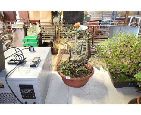 A bonsai tree in plastic planter