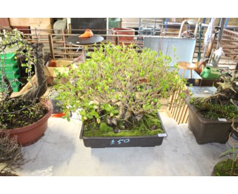 A bonsai forest in plastic planter