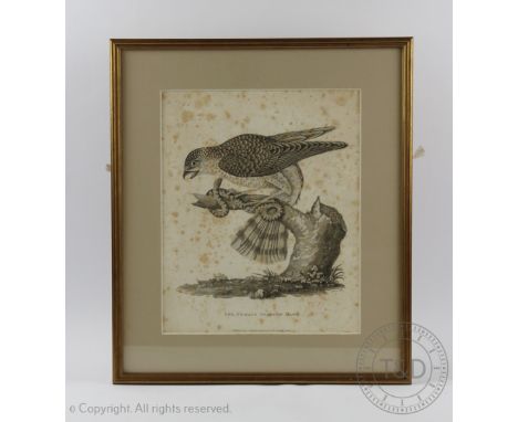 I Warner after R W Jordan, Early 19th century engraving, The Female Sparrow Hawk, Dated 1809, 27cm x 22cm, With a hand colour
