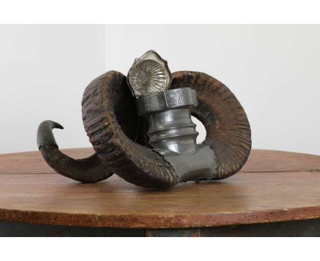 A ram's horn snuff mull,19th century, Scottish, the two horns united by a central pewter box with gadrooned hinged cover,37cm