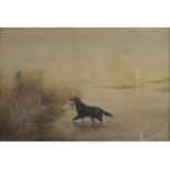 JAMES CHARLES PARK (1858-1938) Retriever with Mallard and wildfowler in the reed beds,