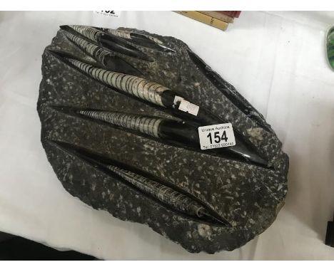 A fossil