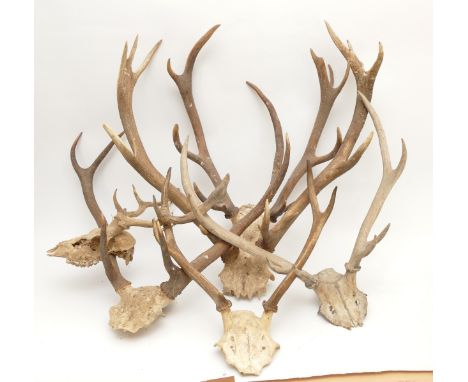 Taxidermy. 20th century a group of six pairs of antlers/horns. Largest span 48cm. (6).