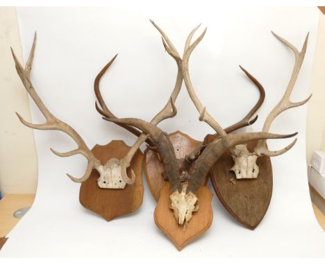 Taxidermy. 20th century four pairs of antlers/horns each  mounted onto wooden shields. Largest span 85cm. (4).