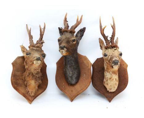 Taxidermy: Roe deer neck mounts, mounted on oak shield plaques, (in need of restoring) H54cm. (3)