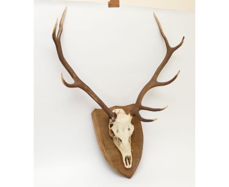 Taxidermy. 20th century pair of Fallow deer antlers mounted onto an oak shield, nine points. Span 54cm