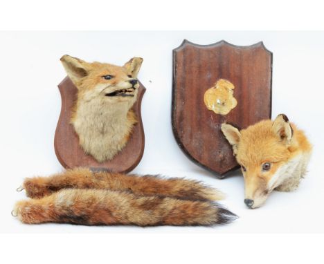 Taxidermy: Two late 20th century Fox masks, mounted on oak shield plinths, with brushes. H27cm. (2)