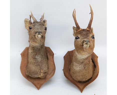 Taxidermy: A pair of Roe Deer adult head mounts, looking straight ahead, 3 points, mounted upon typical oak shields, from wal