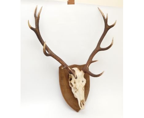 Taxidermy. 20th century pair of Fallow deer antlers mounted onto an oak shield, twelve points. Span 60cm.