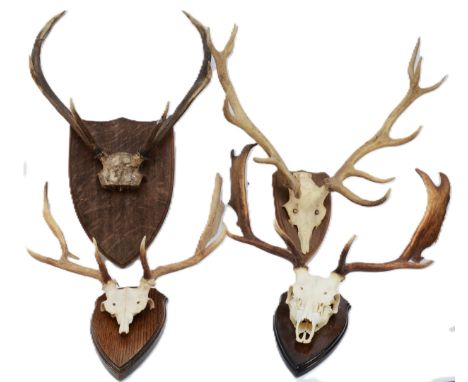 Taxidermy. 20th century four pairs of antlers/horns each mounted onto wooden shields. Largest span 63cm. (4).