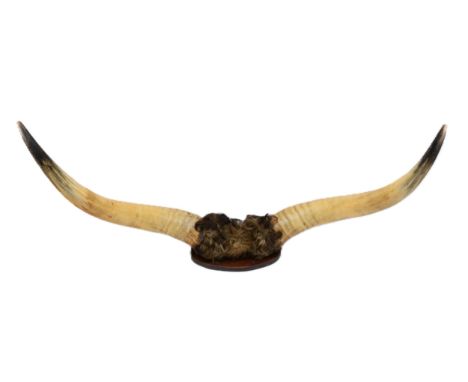 Taxidermy: A pair of bull horns, mounted with a tuft of hair, fixed to a wall mounting wood plaque. 117cm wide.