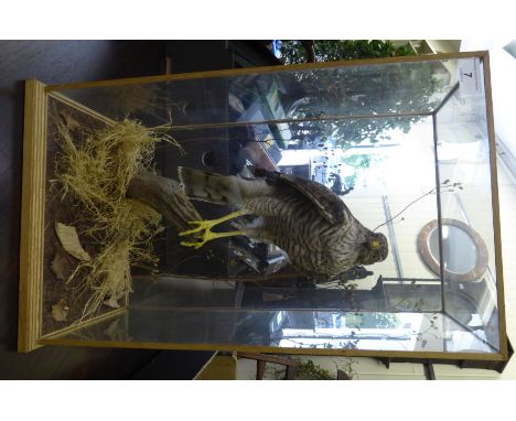 Taxidermy: a Harrier Hawk perched on a log, in a fully glazed, light oak framed case  20''h  12''w       CA