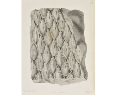 Artis (Edmund Tyrell). Antediluvian Phytology, Illustrated by a Collection of the Fossil REmains of Plants, Peculiar to the C