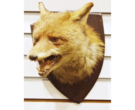 Early 20th century taxidermy fox's mask mounted on an oak shield shape plaque, with paper label verso for taxidermist F. W. B