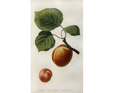 NOISETTE, L.C. Le jardin fruitier, histoire et culture des arbres fruitiers, des ananas, melons et fraisiers. Paris, Audot, 1
