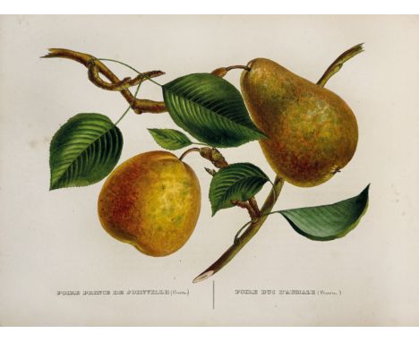 BIVORT, A.J. Album de Pomologie. Brussels, Librairie de Deprez-Parent, 1847-1851. 4 vols. W. 3 (repeating) handcold. lithogr.
