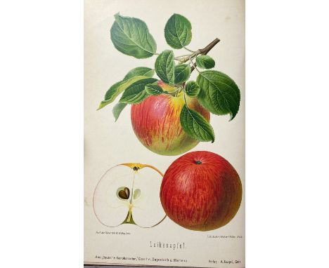 APPLES &amp; PEARS -- GOETHE, R., H. DEGENKOLB &amp; R. MERTENS. Die wichtigsten deutschen Kernobstsorten. Gera, A. Nugel, 18