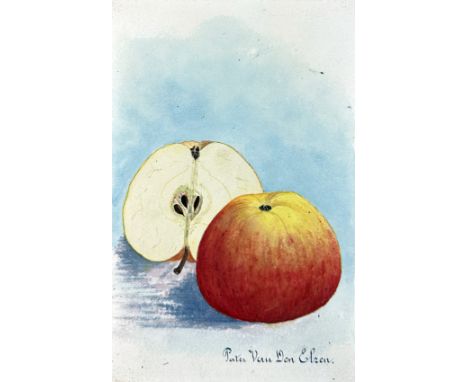 ICKX, Hendrik (??-??). Collection of 94 drawings of fruit varieties, of which 88 in colour wash and 6 in black ink. 1930's? c