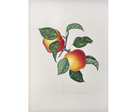 ANNALES DE POMOLOGIE belge et étrangère; publiées par la Commission royale de pomologie (…). Bruss., F. Parent, 1853-60. 8 pa