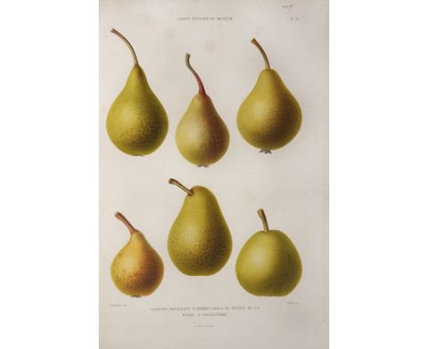 DECAISNE, J. Le Jardin Fruitier du Muséum ou iconographie de toutes les espéces et variétés d'arbres fruitiers. Paris, Firmin