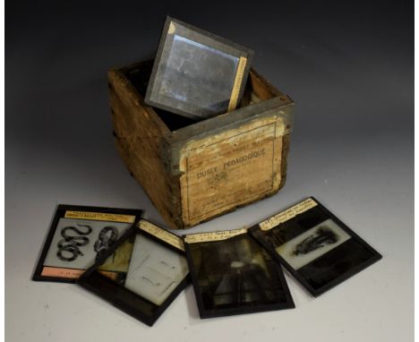 Photography - Natural History - Ophiology - a collection of French magic lantern slides, mostly European and Indian scenes, d