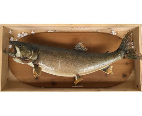 Taxidermy interest, a 26lb lake trout caught by E.C. Pepys Cockerell, mounted on wooden plaque, 92cmL