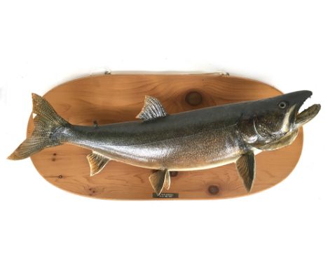 Taxidermy interest, a 22lb lake trout caught by J.L. Pepys Cockerell, mounted on wooden plaque, 82cmL