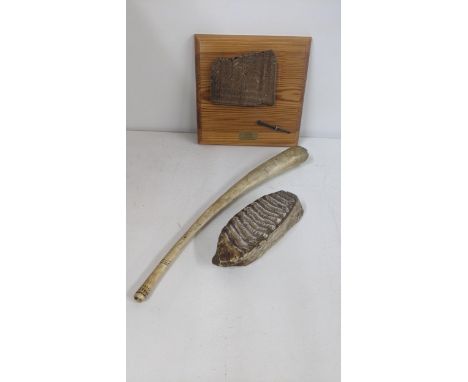 A mixed lot of collectables to include an African animal tusk, a possibly woolly mammoth fossil, together with a section of 1