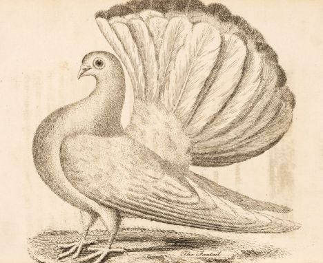 [Moore, John]. A Treatise on Domestic Pigeons; Comprehending all the different species known in England, 1st edition, London: