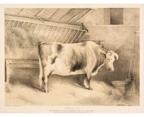 * Ducote (A.). Durham Ox. Fed by the Earl of Liverpool and Slaughtered January 18th 1839, aged 4 Years. Weight. Carcase 1639 