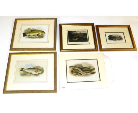 Five Coloured Prints of Fish, four framed, the other in card mount
