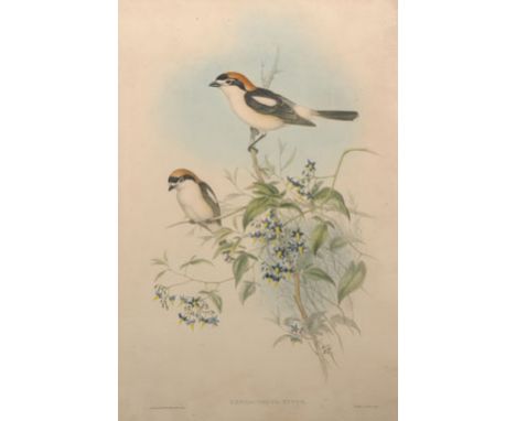 After J. Gould and H.C. Richter (19th Century) British. ‘Enneoctonus Rufus’, Reproduction Print, 21.5” x 14.52, and the compa