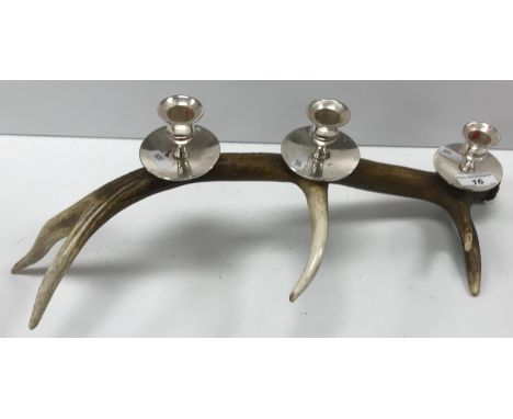 An antler mounted three light candle stand with plated candle holders, 50 cm long x 19 cm high