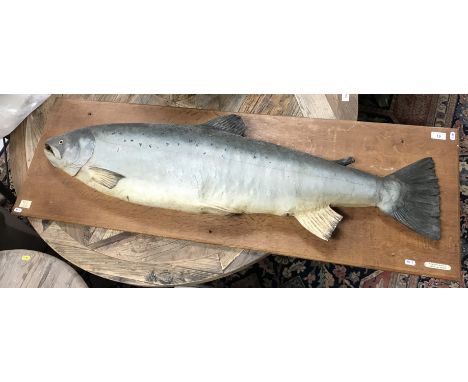 A Rowland Ward painted plaster salmon cast on simple oak board mount, bearing ivorine labels "Priory Pool Bishop's Wood River