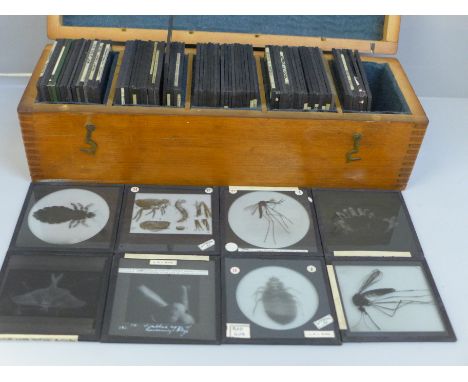 Approximately 80 Victorian magic lantern slides, photographic for University teaching - insects and animals