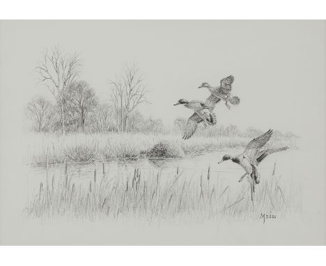 David A. Maas (American, 1929). Graphite drawing on paper depicting ducks taking flight against a fall wetland. Pencil signed