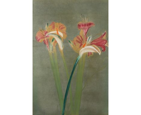 Michael Mazur (American, 1935-2009). Lithograph on paper titled "Amaryllis/Calla Lily IV," depicting a group of orange and re