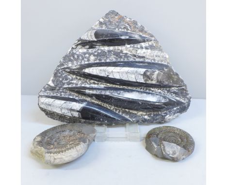 A collection of fossils including two ammonite 