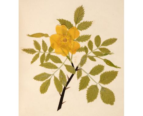 Album. An album of flower collages, circa 1830s-1840s, 39 leaves, each with a flower collage to recto, carefully composed of 