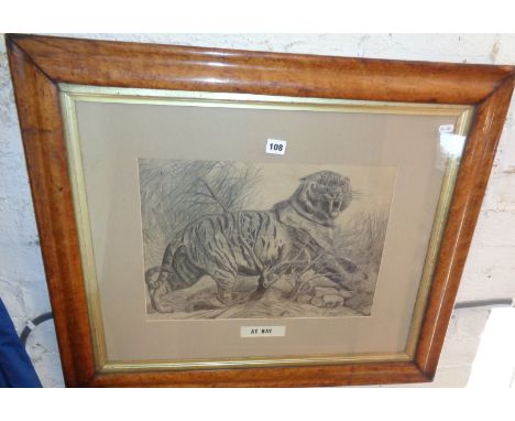Large Victorian pencil sketch of a tiger in a maple frame, signed John Cooper